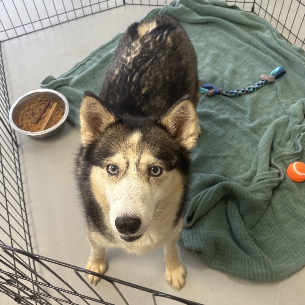 Enlarge Quinn, a Adoptable Siberian Husky in Branson, MO image 4/4