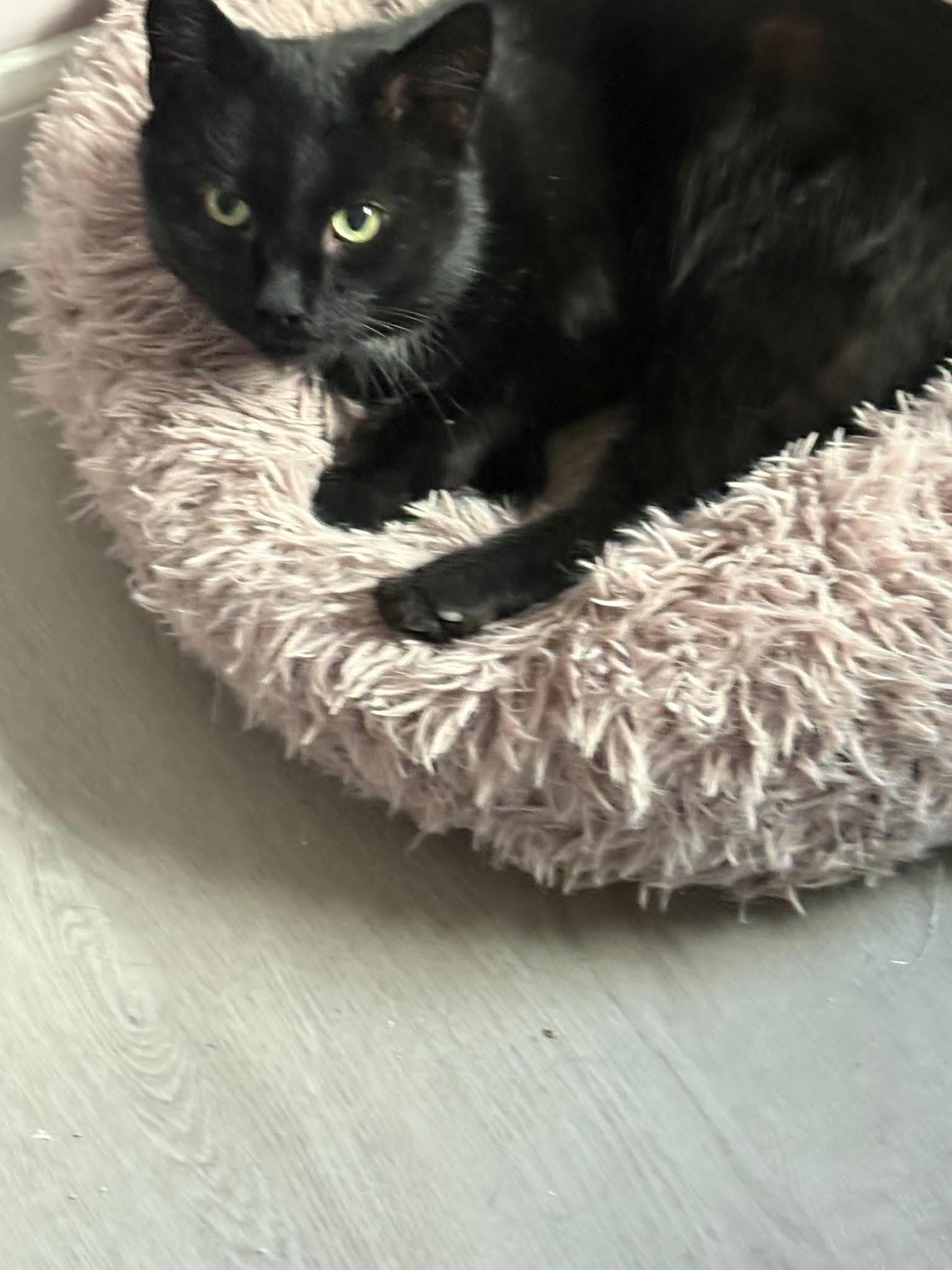 Enlarge Blackie , a ADOPTABLE Domestic Short Hair in Enfield, CT image 1/2