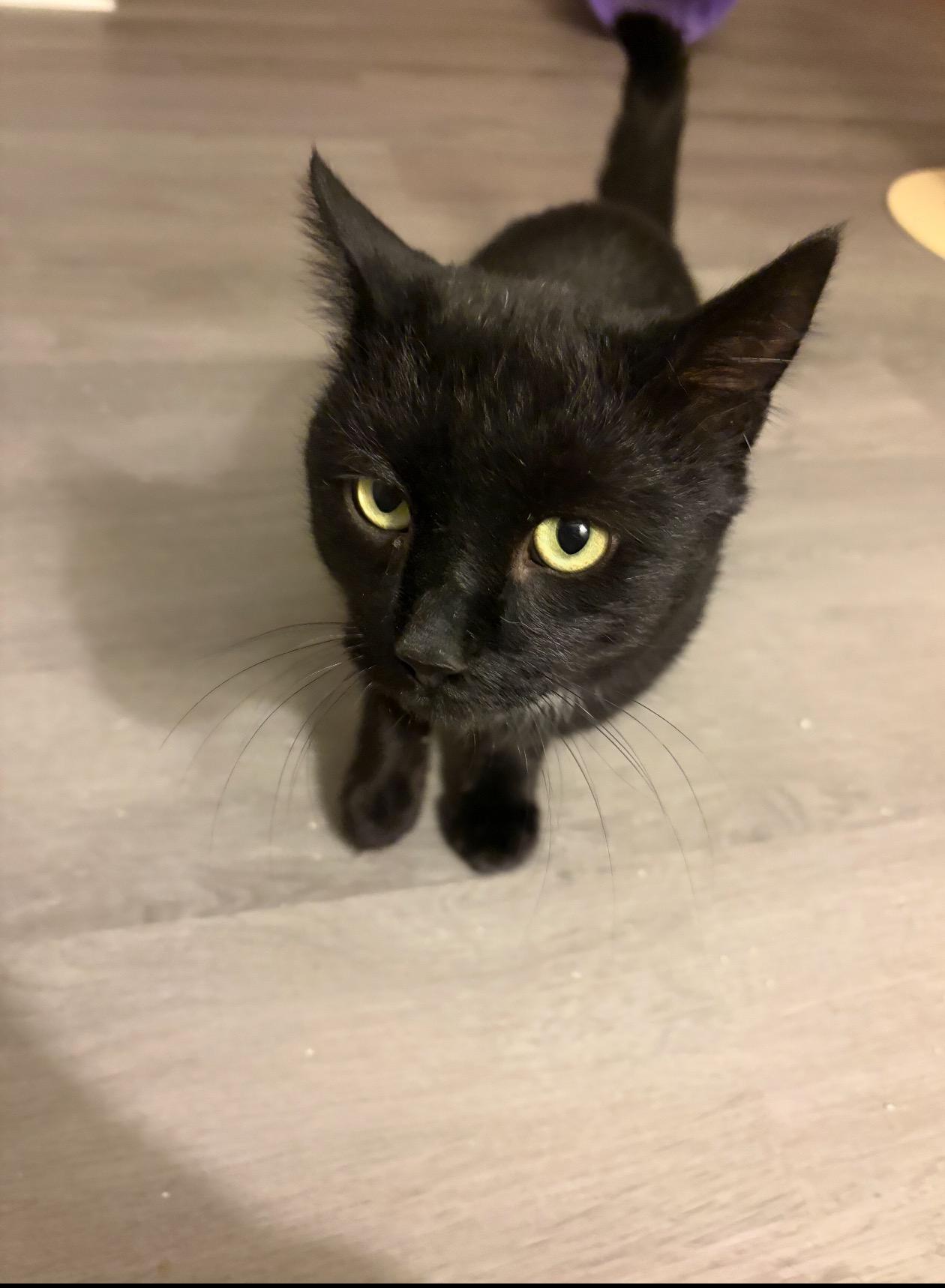 Enlarge Blackie , a ADOPTABLE Domestic Short Hair in Enfield, CT image 1/1