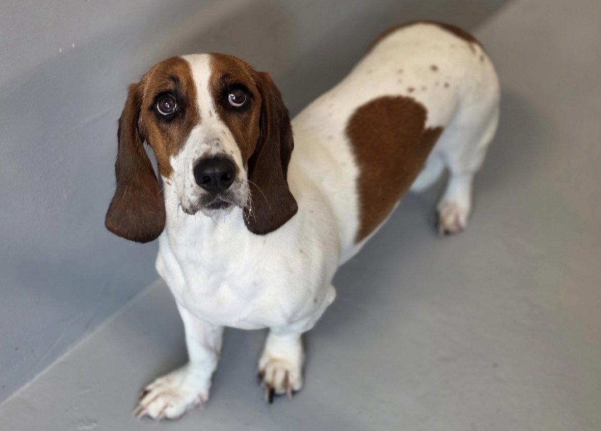 Whiskey, a Adoptable Basset Hound in Brookville, OH image 1/3