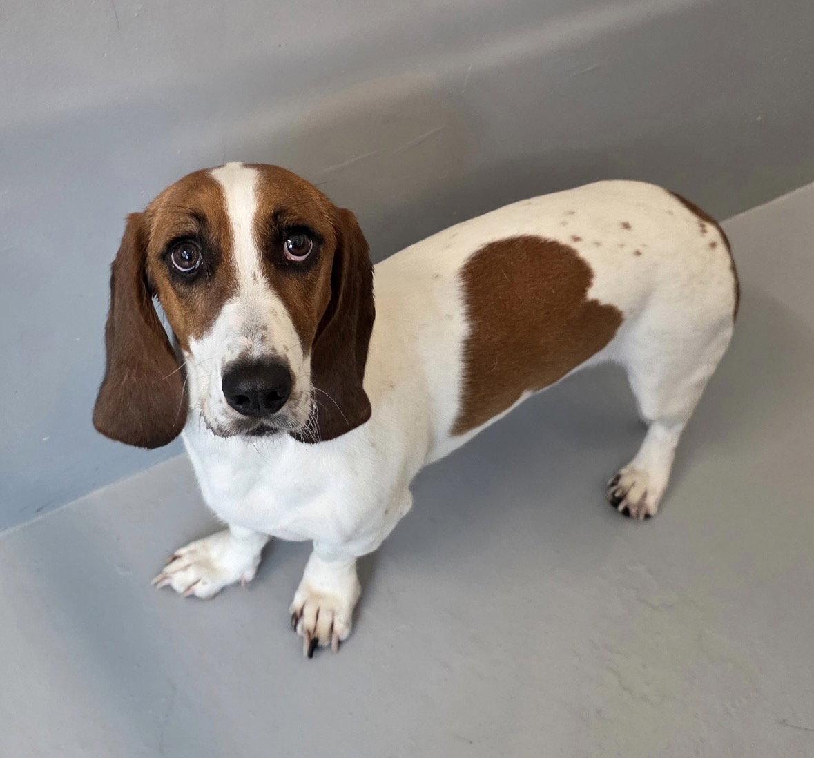 Whiskey, a Adoptable Basset Hound in Brookville, OH image 2/3