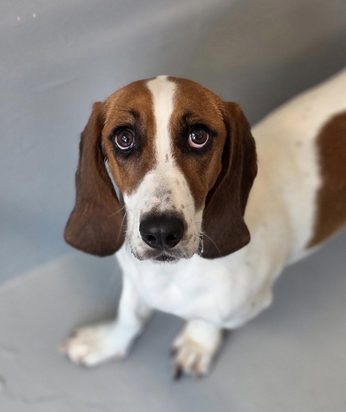 Whiskey, a Adoptable Basset Hound in Brookville, OH image 3/3