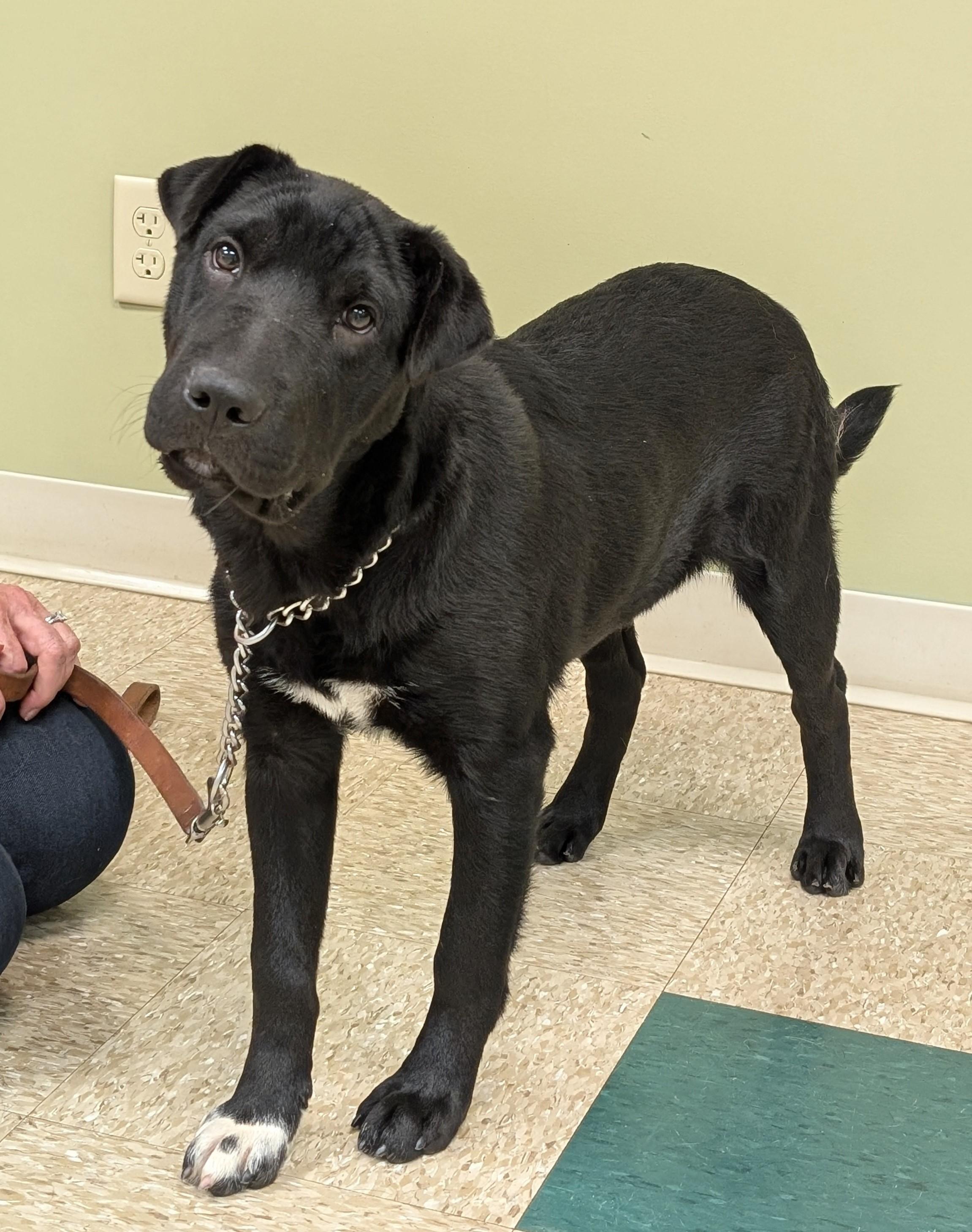 Enlarge Vixen, a Adoptable mixed breed in Hastings, NE image 3/4