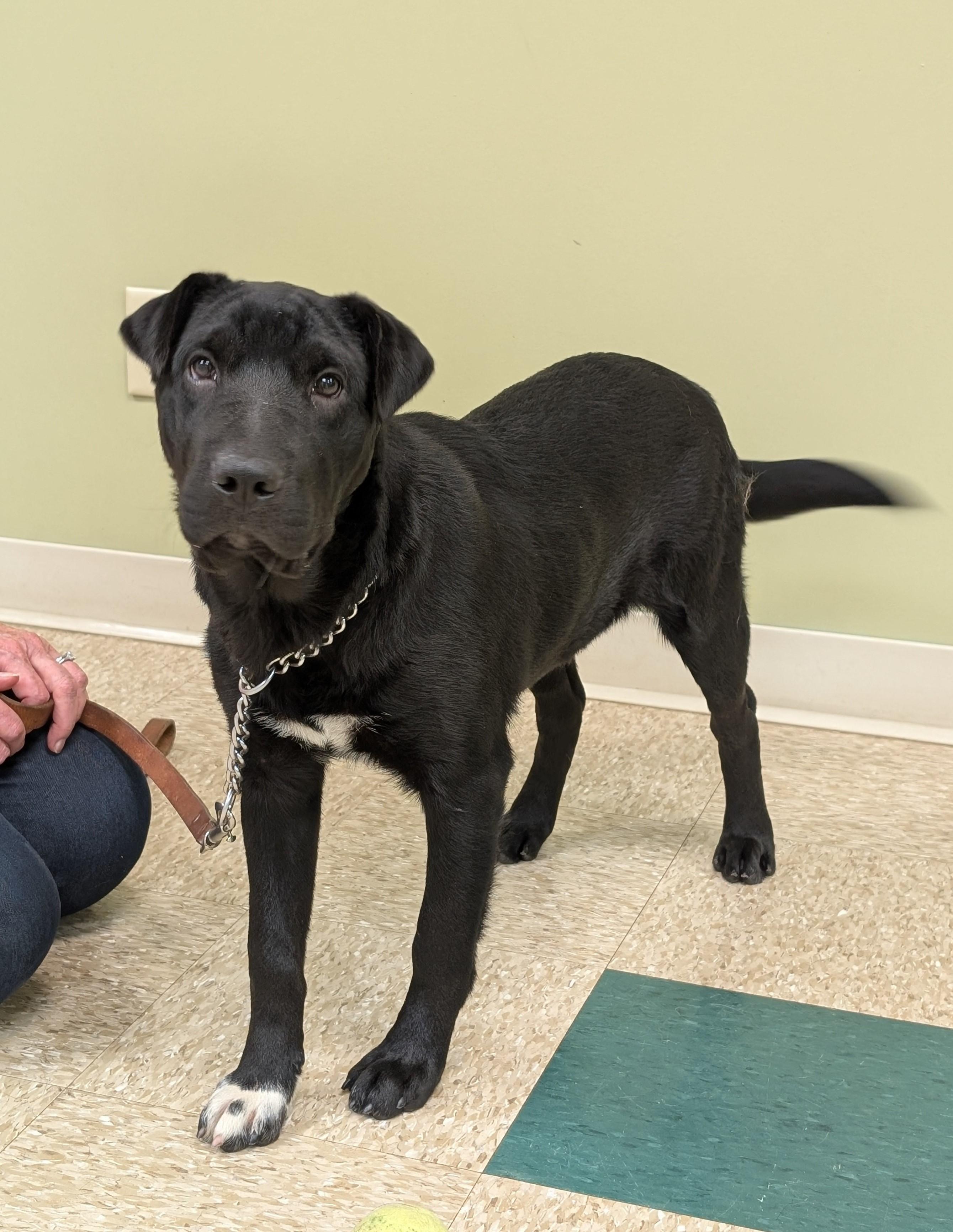 Enlarge Vixen, a Adoptable mixed breed in Hastings, NE image 4/4
