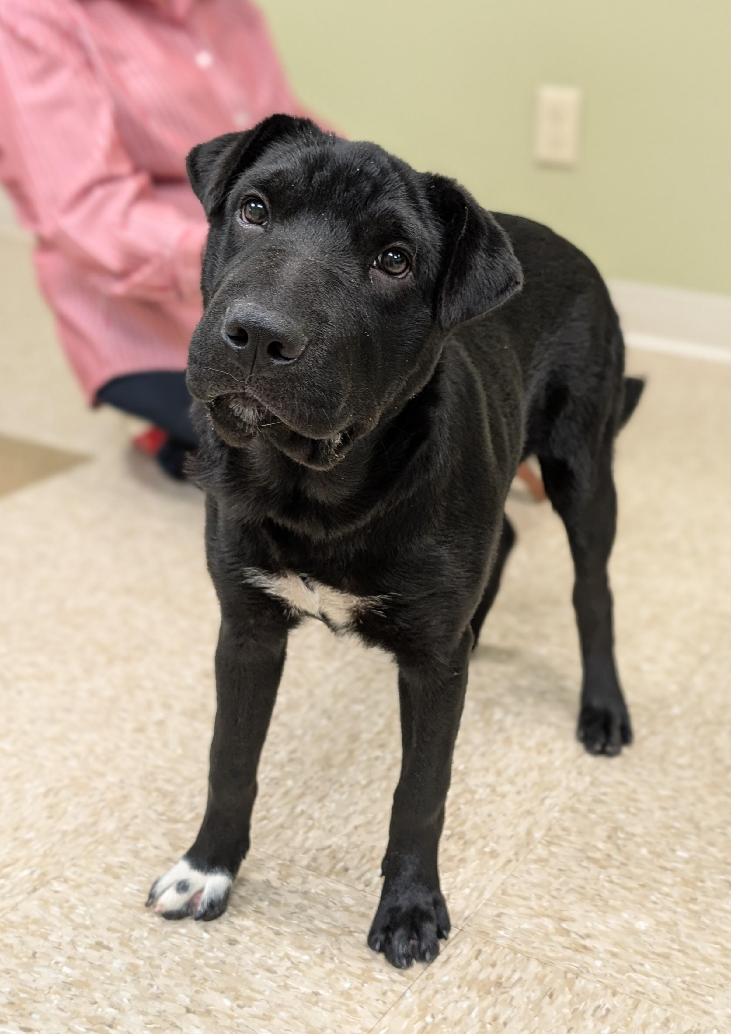 Enlarge Vixen, a Adoptable mixed breed in Hastings, NE image 2/4