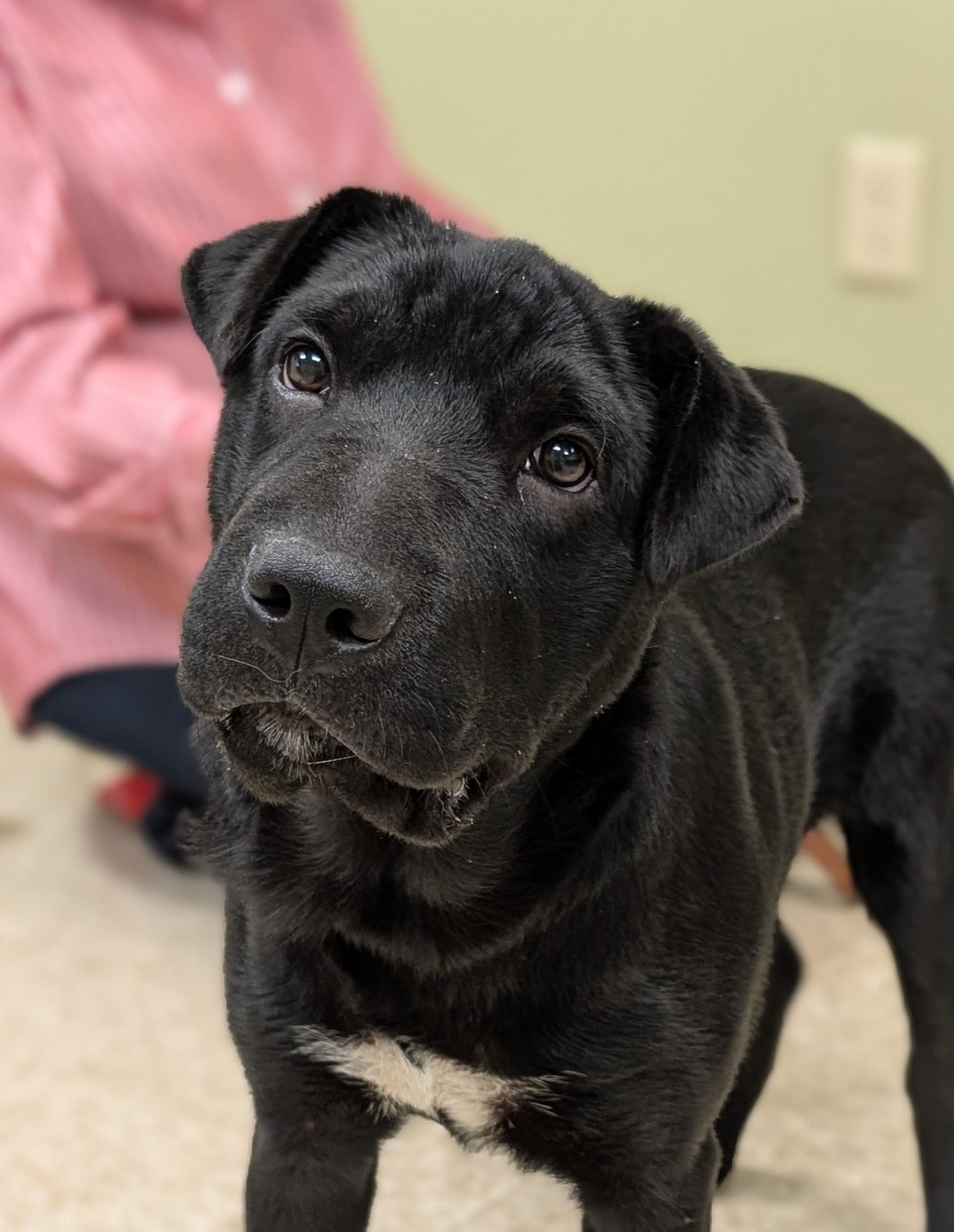 Enlarge Vixen, a Adoptable mixed breed in Hastings, NE image 1/4