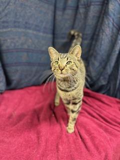 Woon, a Adoptable mixed breed in Upper Sandusky, OH image 1/3