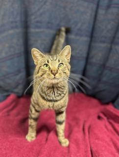 Woon, a Adoptable mixed breed in Upper Sandusky, OH image 2/3