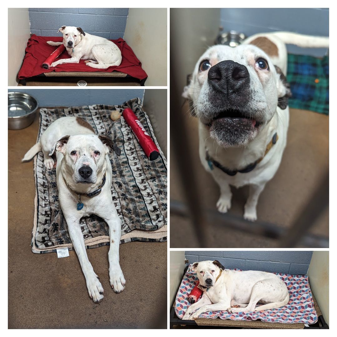 Dog for adoption Libby, an American Staffordshire Terrier in Choctaw