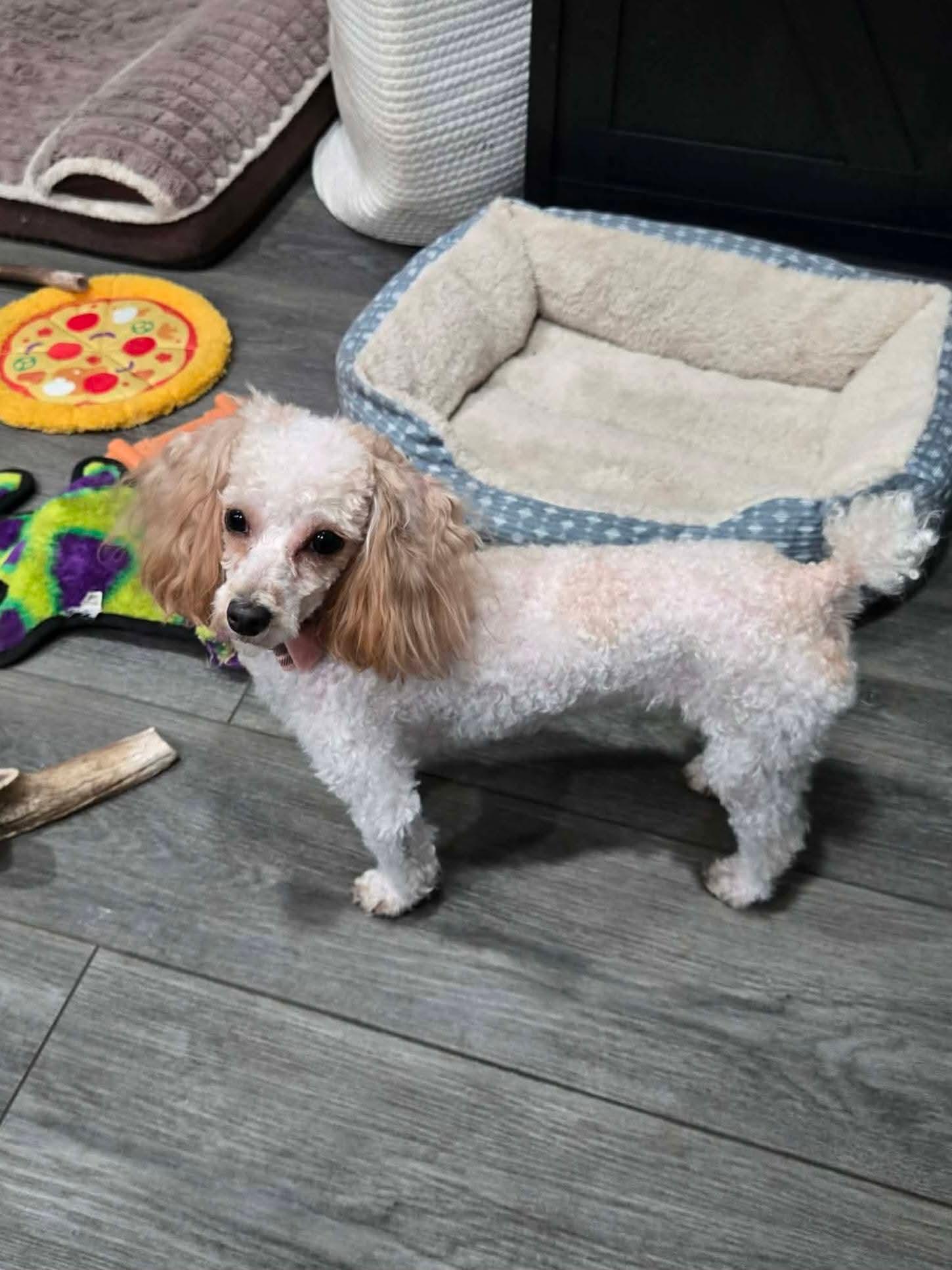 Enlarge LouLou & Princess, a ADOPTABLE Yorkie Poo in Seville, OH image 2/2