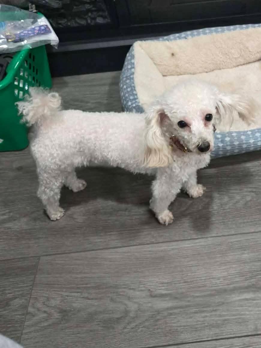 LouLou & Princess, ADOPTABLE, Young Female Yorkie Poo.