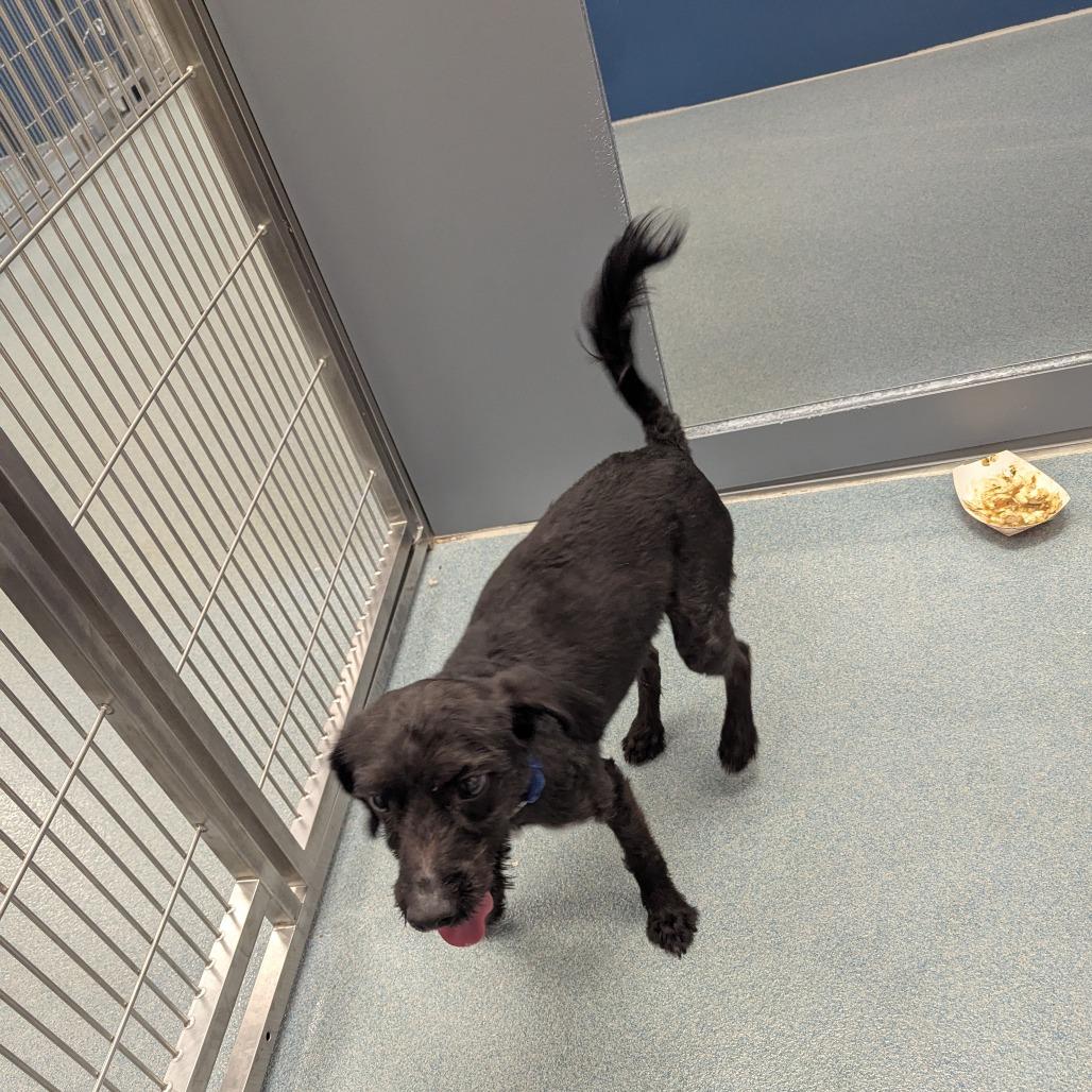 Jette, Adoptable, Adult Male Poodle.