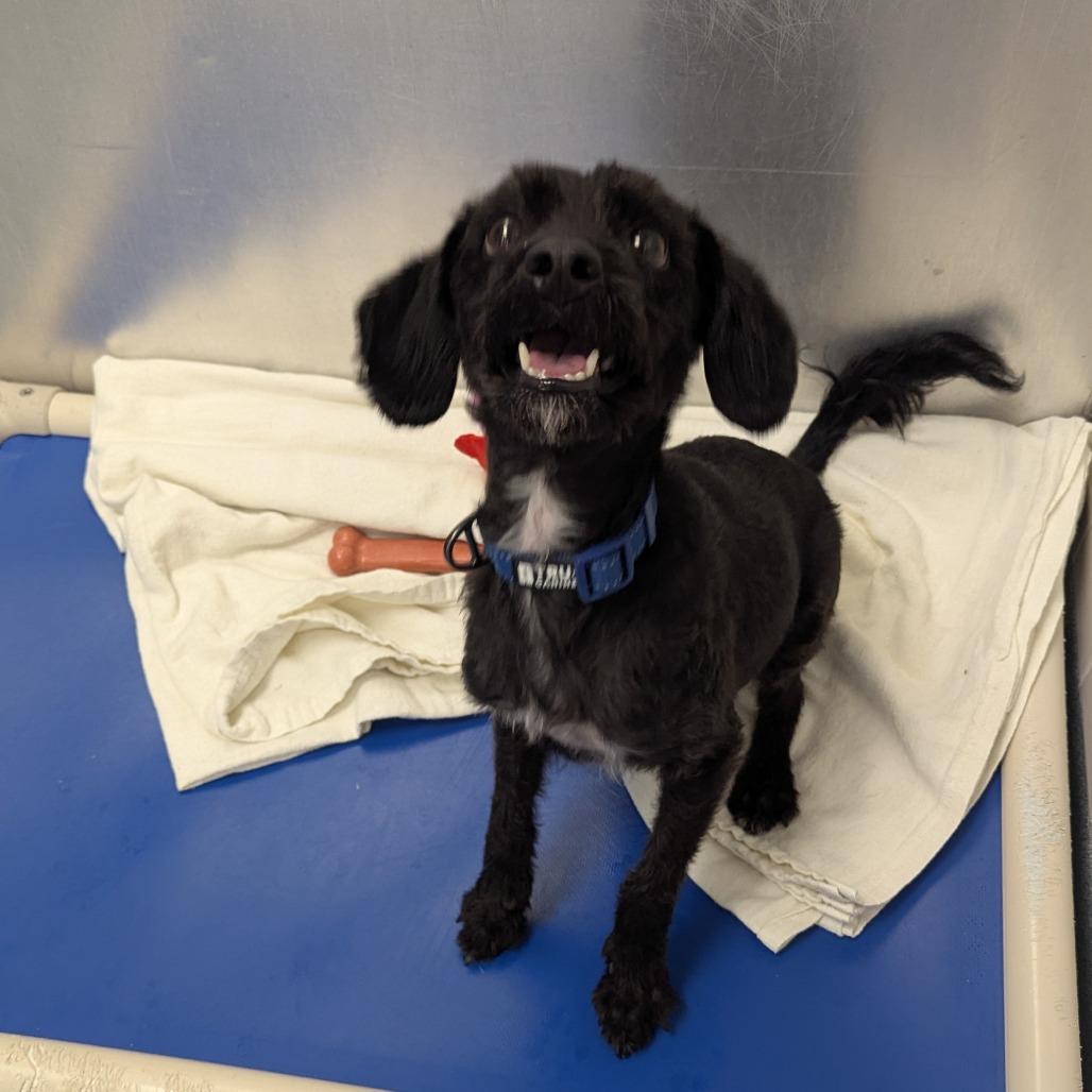 Jette, a Adoptable mixed breed in Chesapeake, VA image 2/2