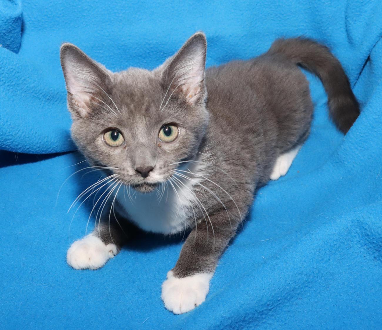 Millie, an adopted Domestic Short Hair in Euclid, OH image 4/6