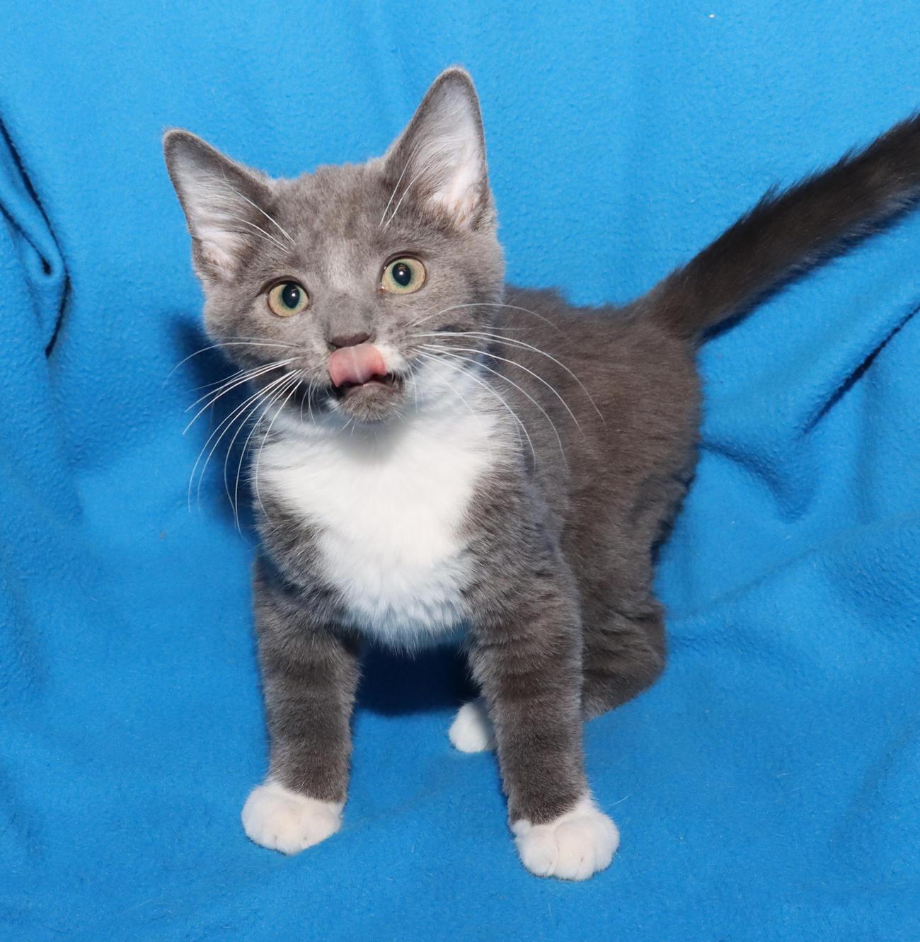 Millie, an adopted Domestic Short Hair in Euclid, OH image 5/6
