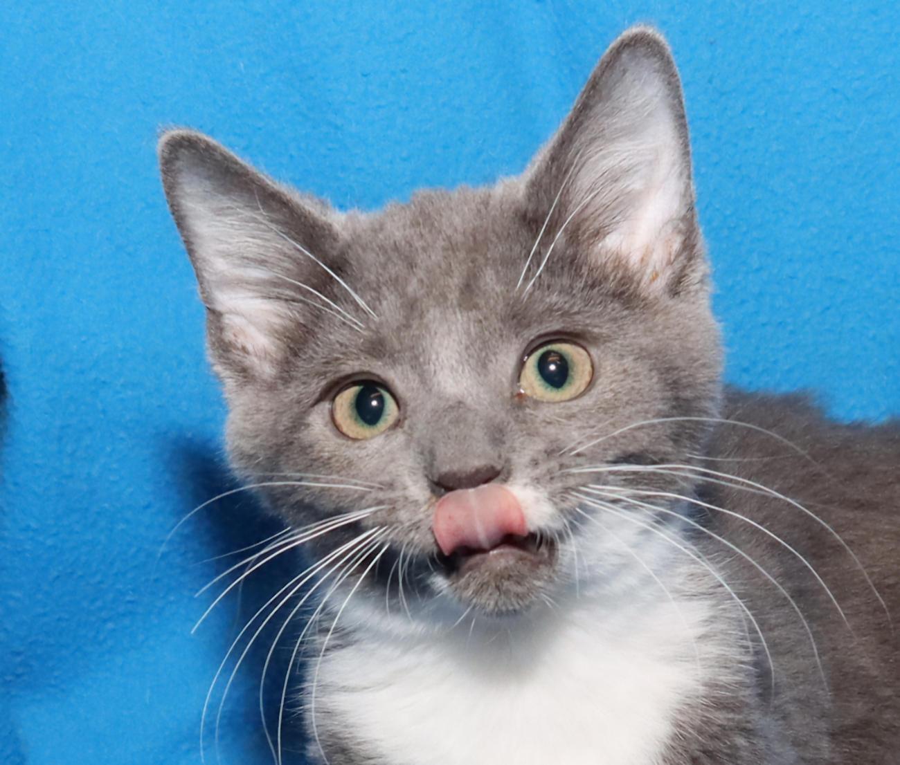 Millie, adopted, Kitten Female Domestic Short Hair.