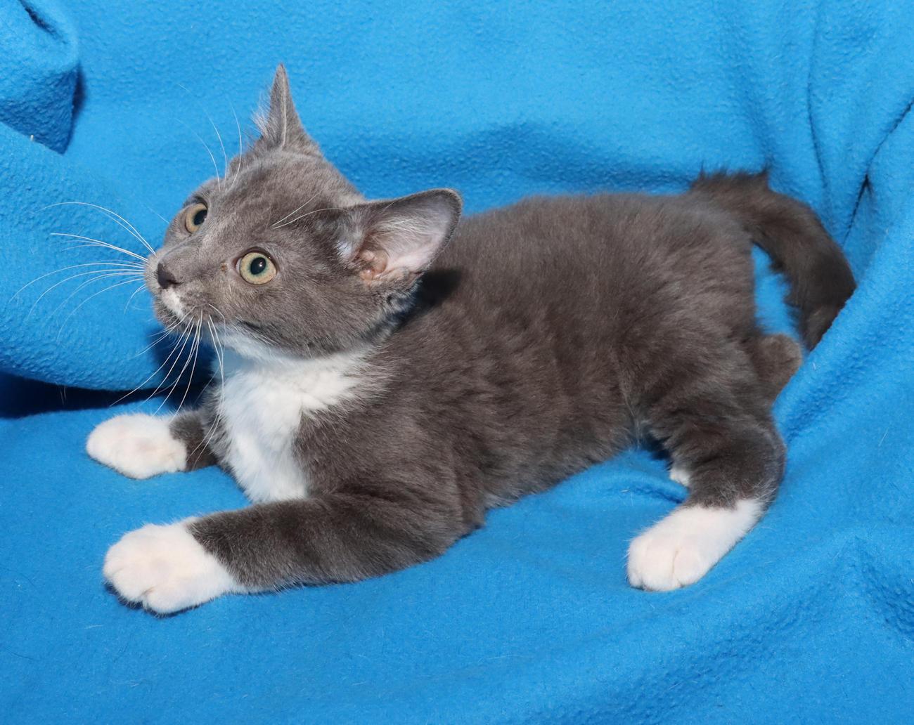Millie, an adopted Domestic Short Hair in Euclid, OH image 6/6