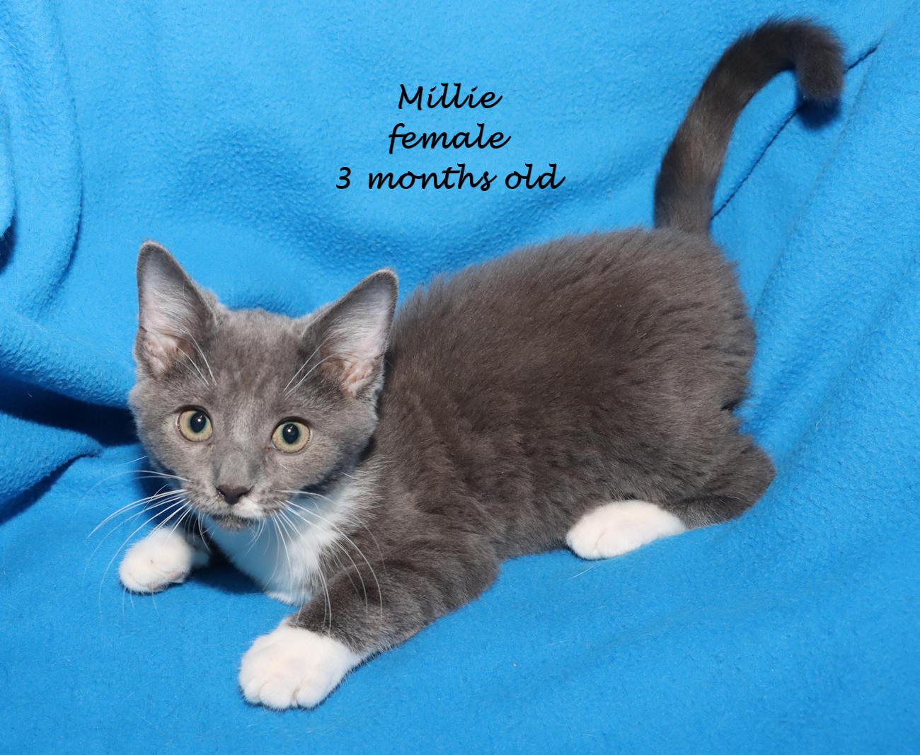 Millie, an adopted Domestic Short Hair in Euclid, OH image 2/6