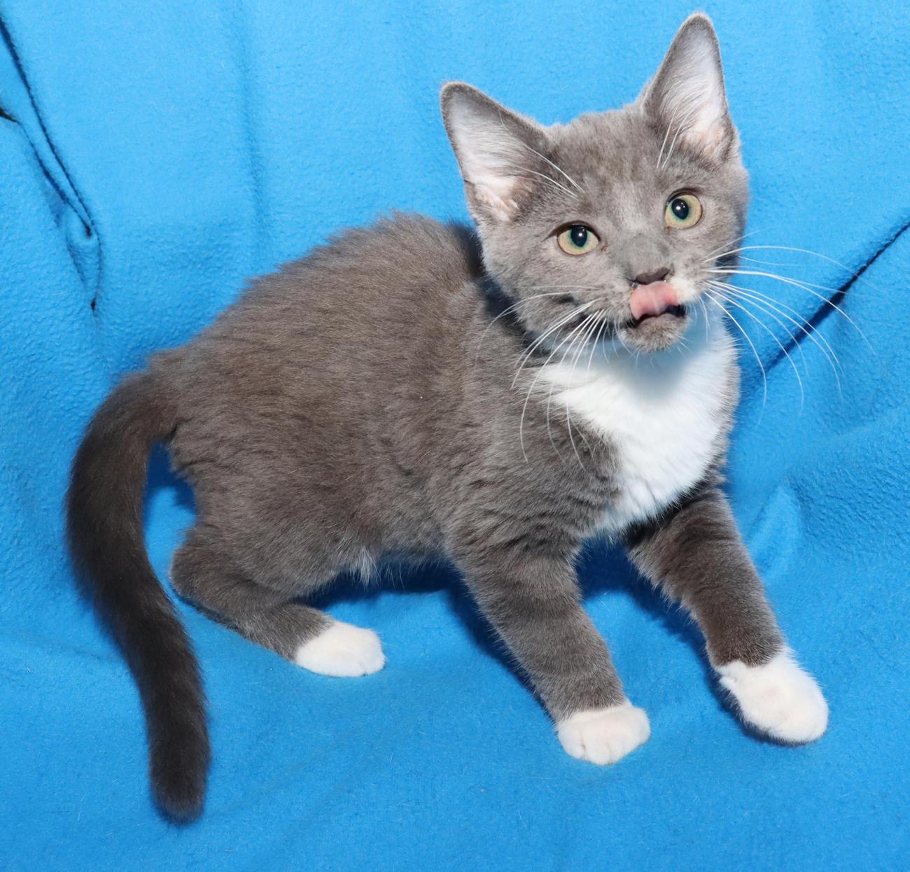 Millie, an adopted Domestic Short Hair in Euclid, OH image 3/6