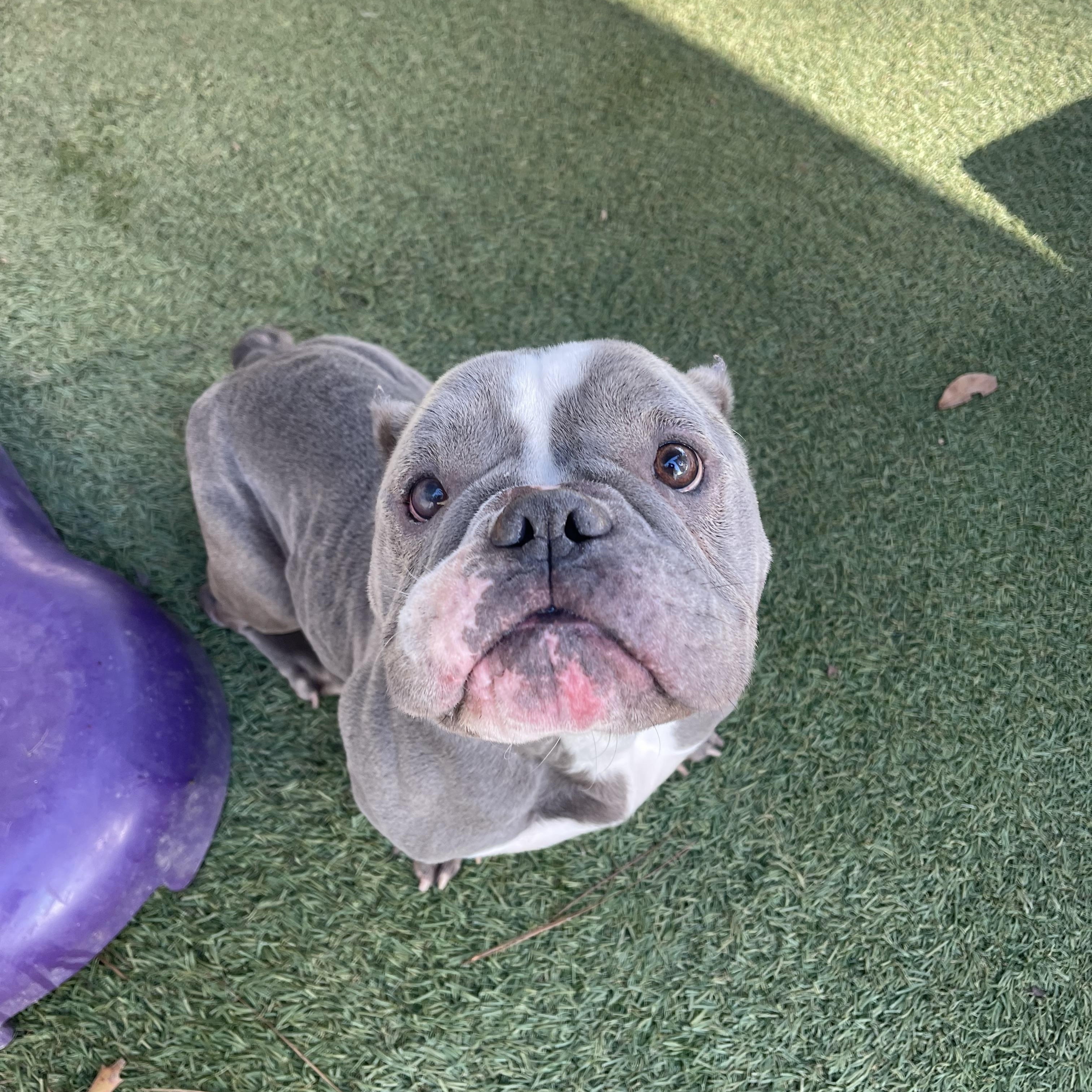 Enlarge Moo, an adopted mixed breed in Baton Rouge, LA image 4/5