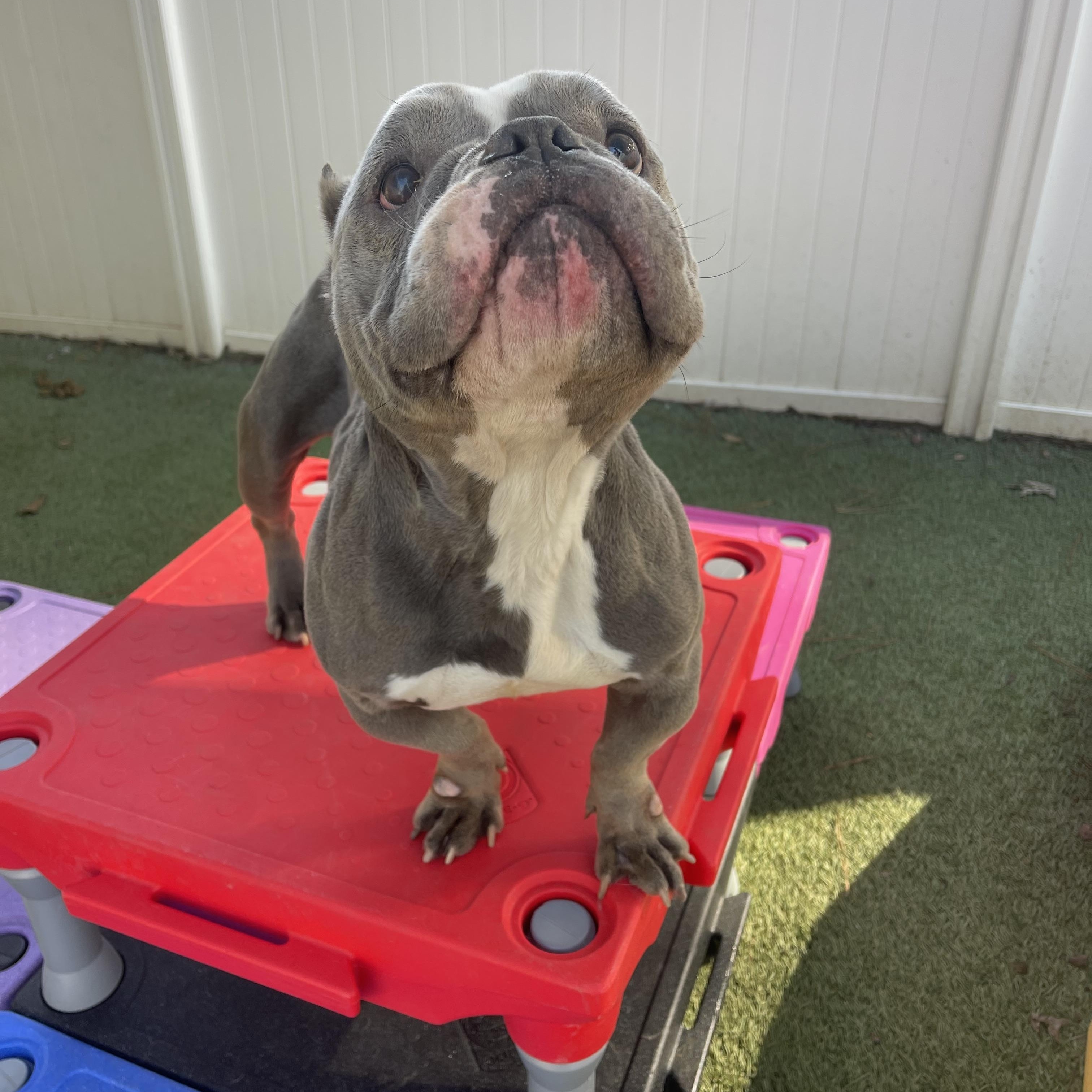 Enlarge Moo, an adopted mixed breed in Baton Rouge, LA image 1/5