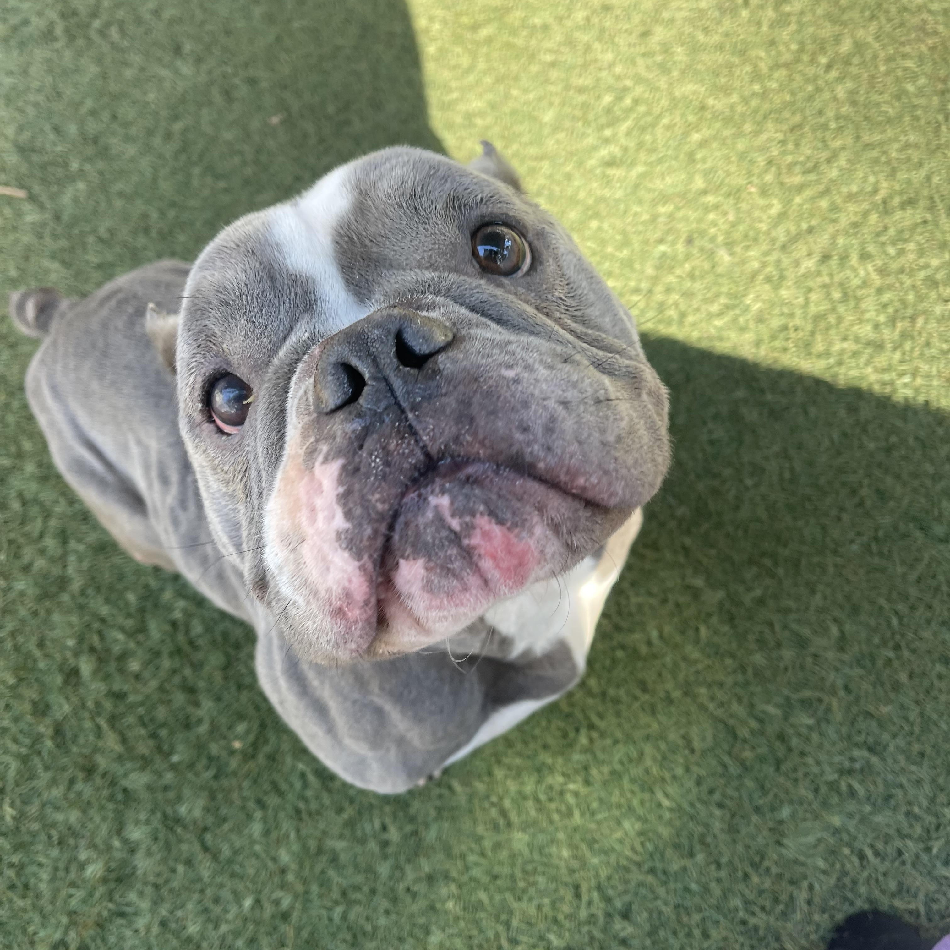 Enlarge Moo, an adopted mixed breed in Baton Rouge, LA image 5/5