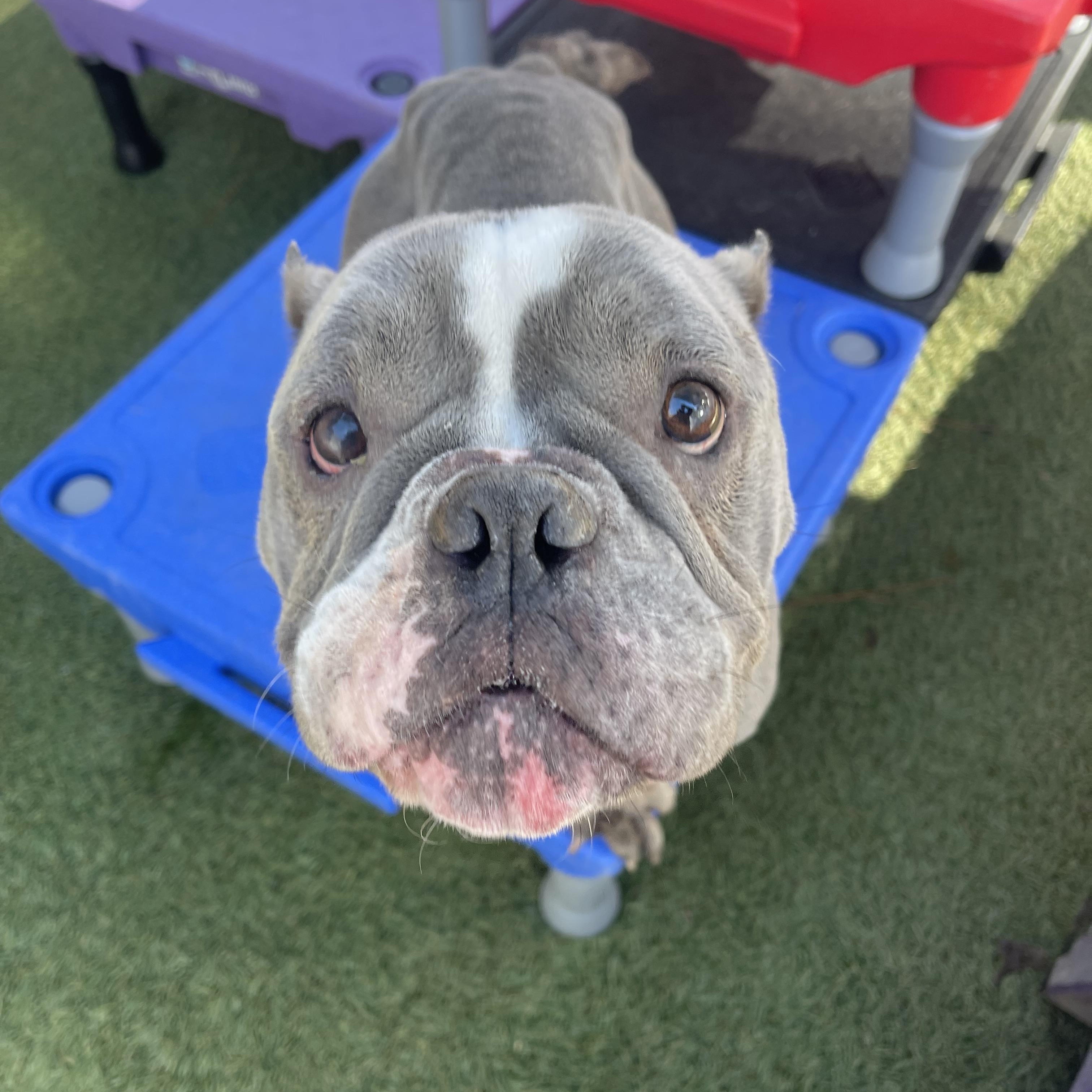 Enlarge Moo, an adopted mixed breed in Baton Rouge, LA image 2/5