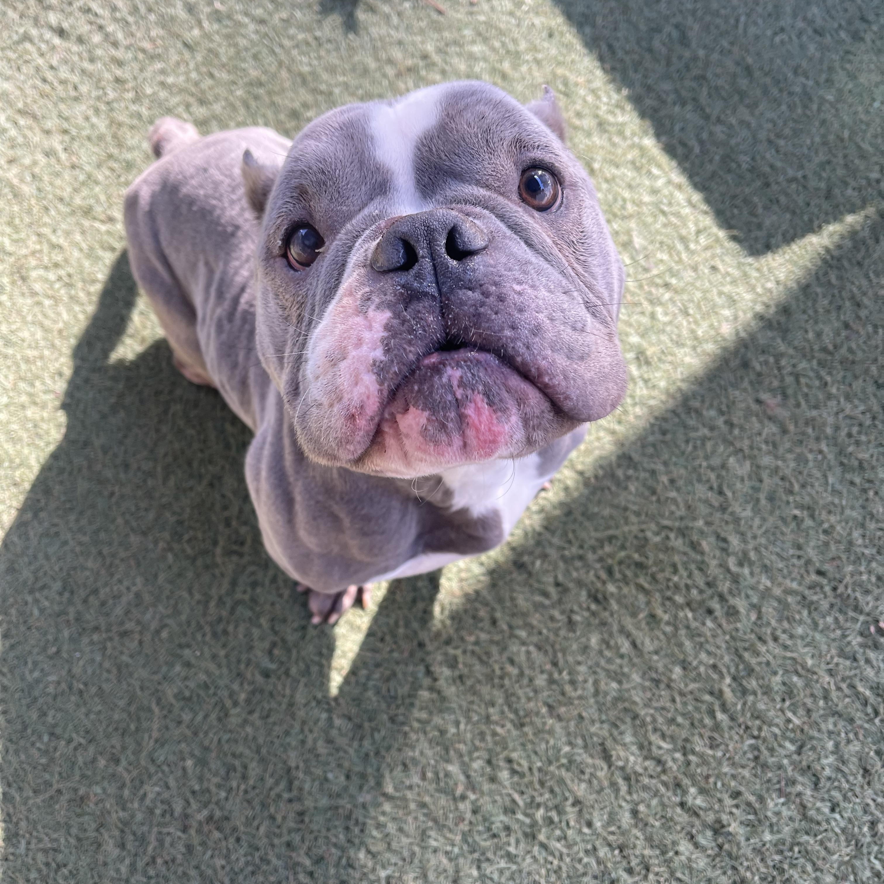 Enlarge Moo, an adopted mixed breed in Baton Rouge, LA image 3/5