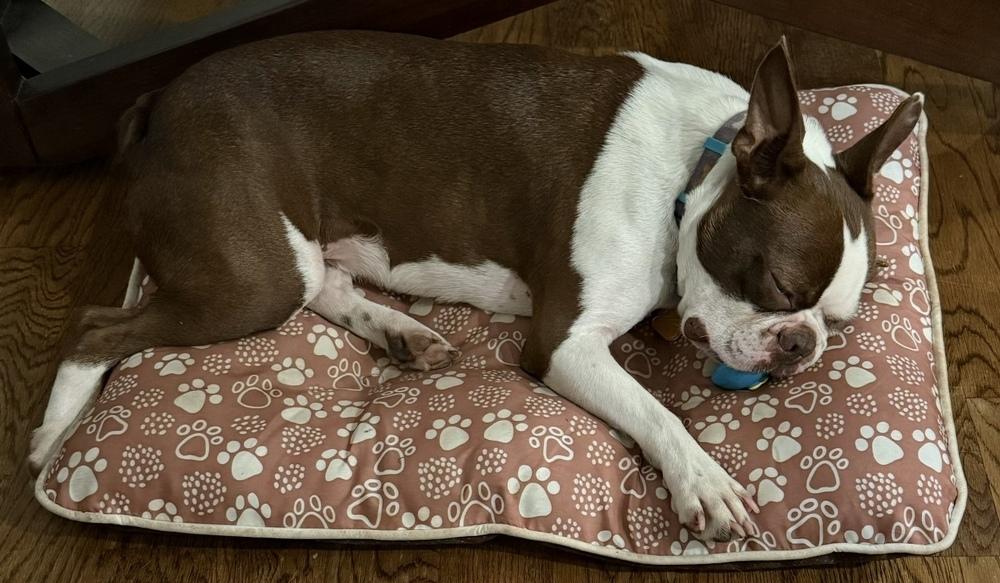 Champion Festus- 4609 Douglasville, GA, Adoptable, Young Male Boston Terrier.