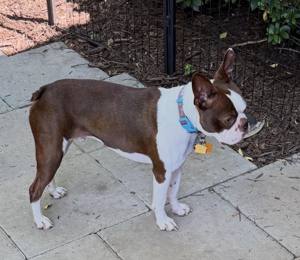 Enlarge Champion Festus- 4609 Douglasville, GA, a Adoptable Boston Terrier in Maryville, TN image 2/3