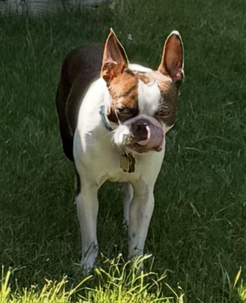 Enlarge Champion Festus- 4609 Douglasville, GA, a Adoptable Boston Terrier in Maryville, TN image 3/3