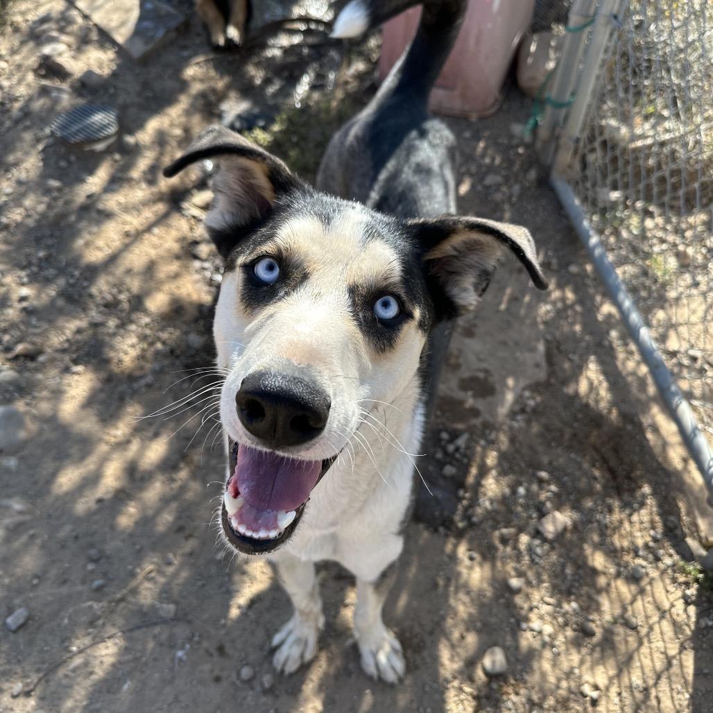 Cookie, a Adoptable mixed breed in Durango, CO image 4/6
