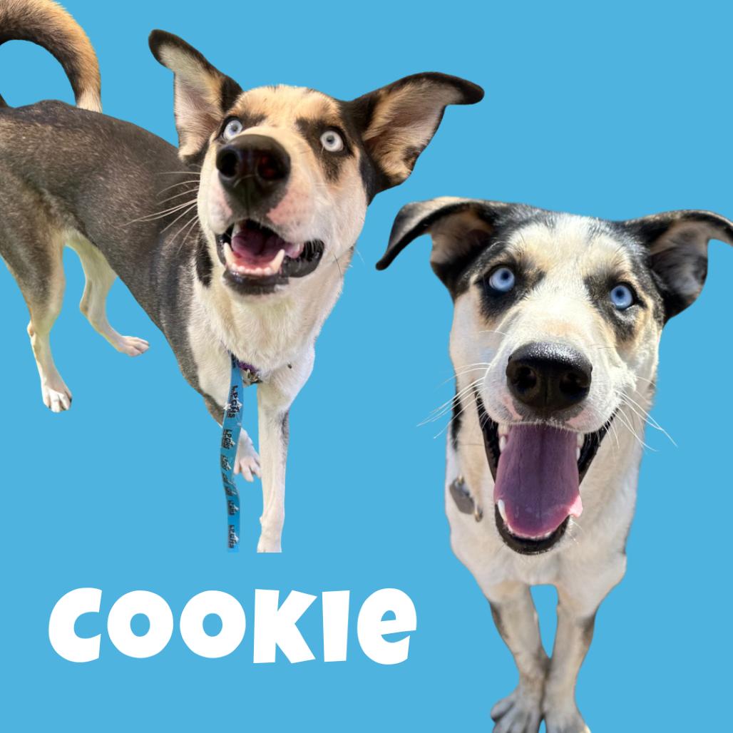 Cookie, a Adoptable mixed breed in Durango, CO image 4/6