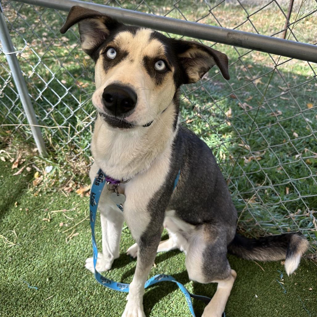 Cookie, a Adoptable mixed breed in Durango, CO image 6/6