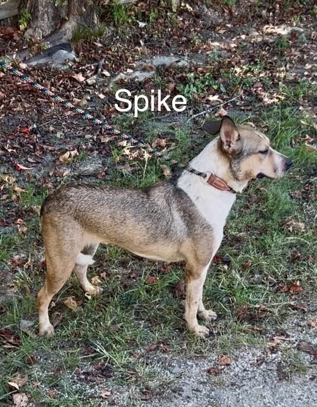 Enlarge Spike, an adoptable Australian Cattle Dog / Blue Heeler in Manchester, CT image 2/2