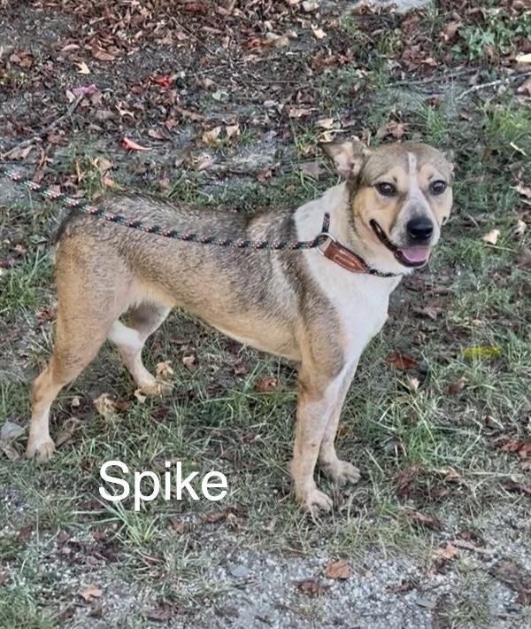 Enlarge Spike, an adoptable Australian Cattle Dog / Blue Heeler in Manchester, CT image 1/2
