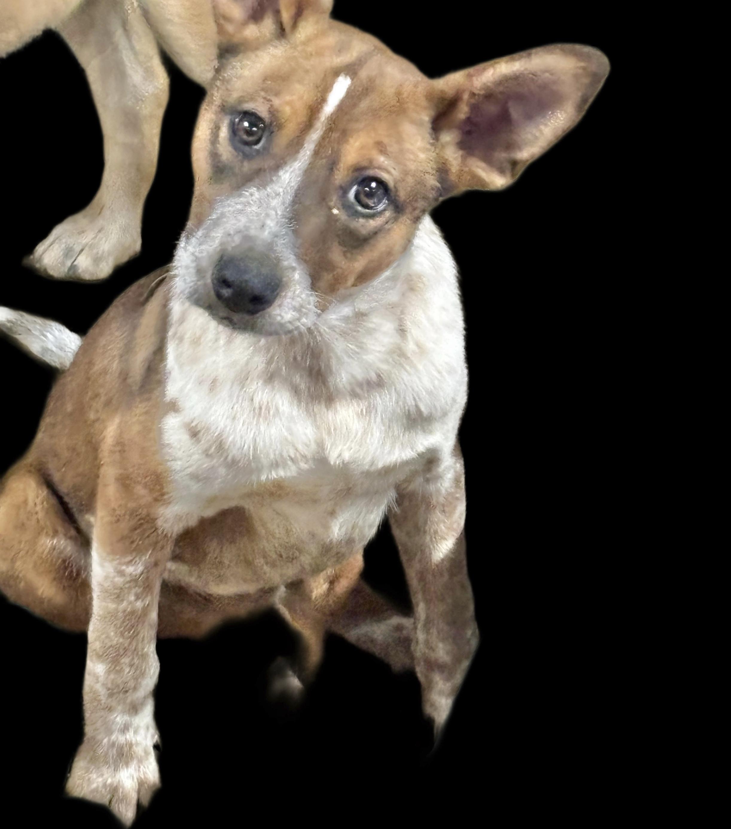 Spike, Baby Male Australian Cattle Dog / Blue Heeler