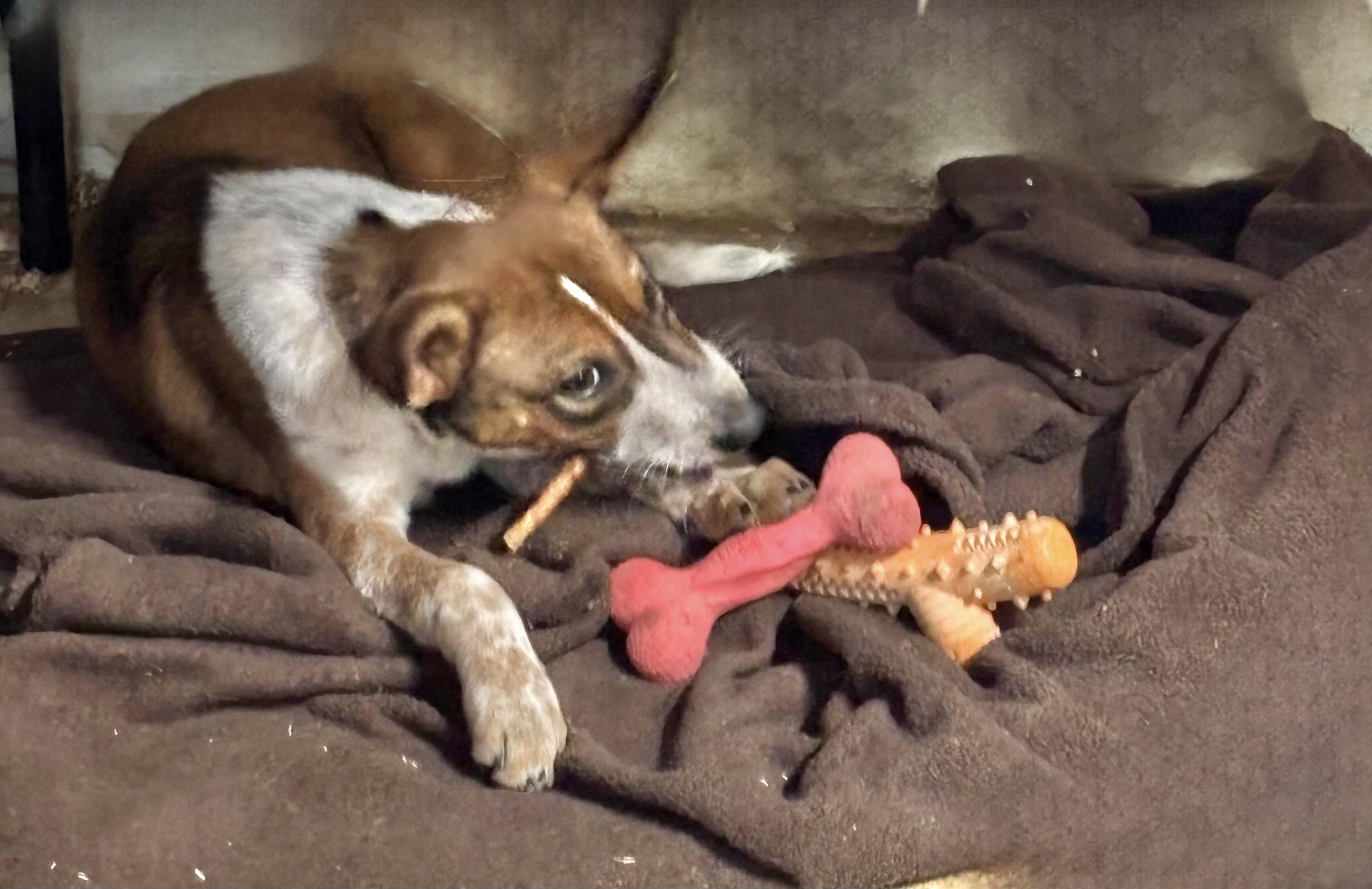 Spike, an adoptable Australian Cattle Dog / Blue Heeler in Manchester, CT image 2/2