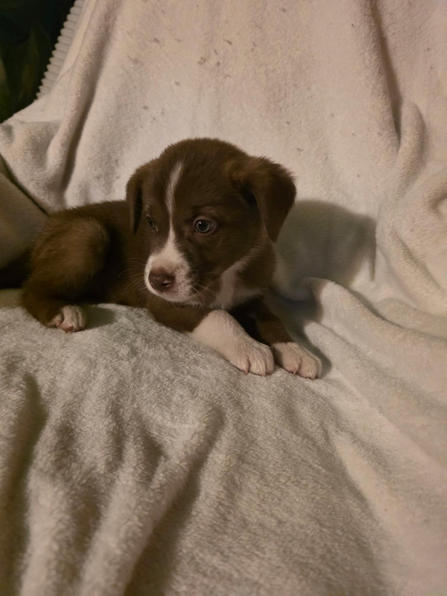 Mufasa, adopted, Puppy Male Australian Shepherd.