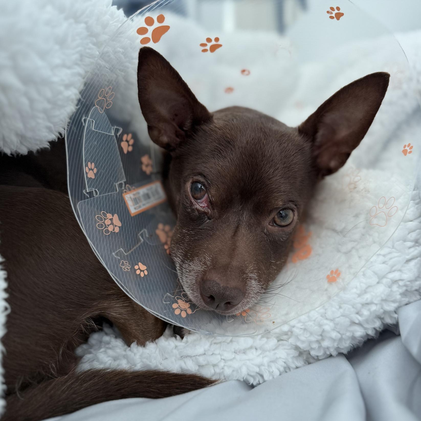 Enlarge Lou, a Adopted mixed breed in Toronto, ON image 1/6