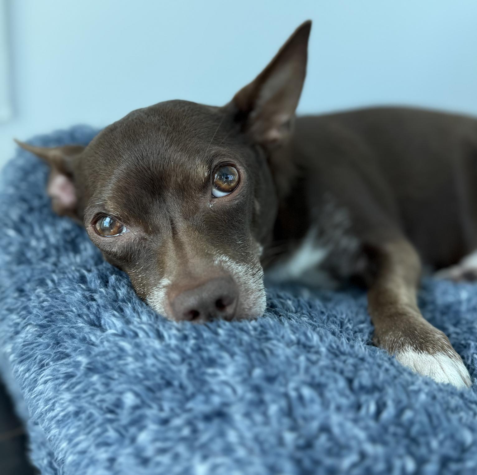 Enlarge Lou, a Adopted mixed breed in Toronto, ON image 3/6