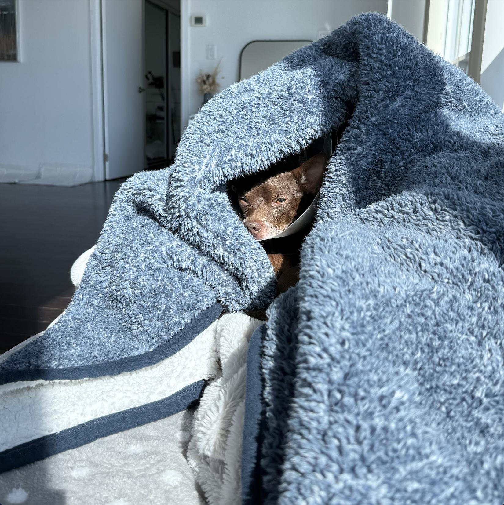 Enlarge Lou, a Adopted mixed breed in Toronto, ON image 4/6