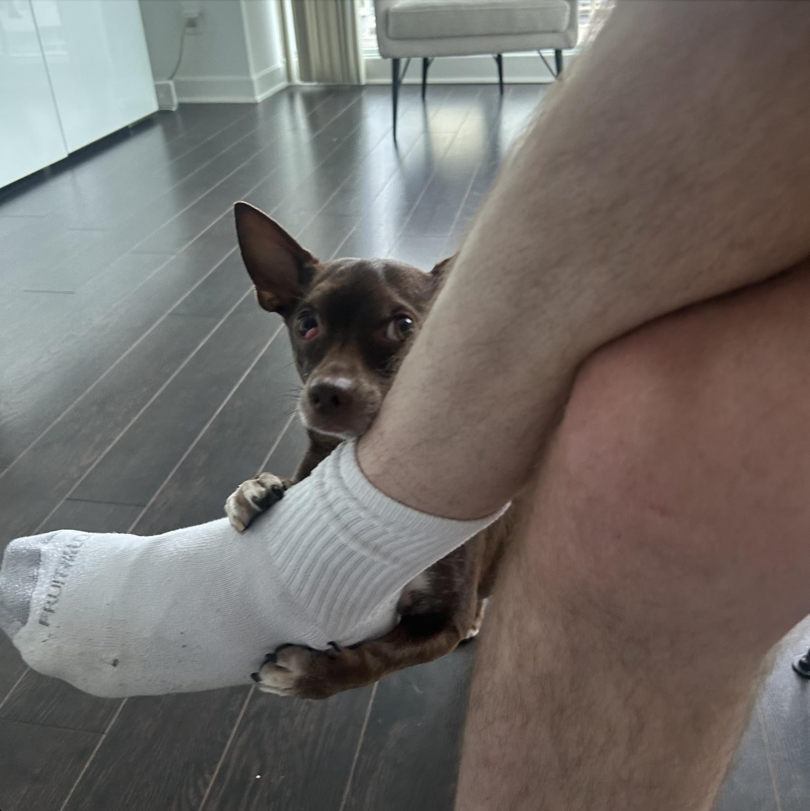 Enlarge Lou, a Adopted mixed breed in Toronto, ON image 5/6