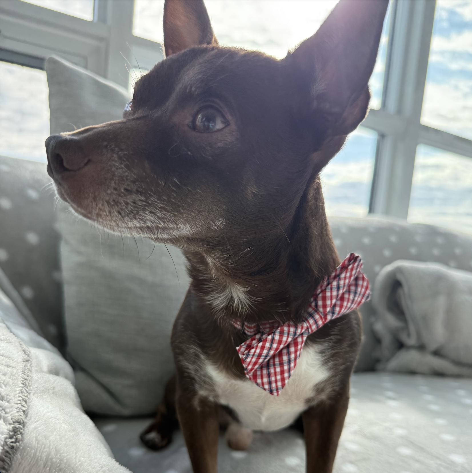 Enlarge Lou, a Adopted mixed breed in Toronto, ON image 6/6