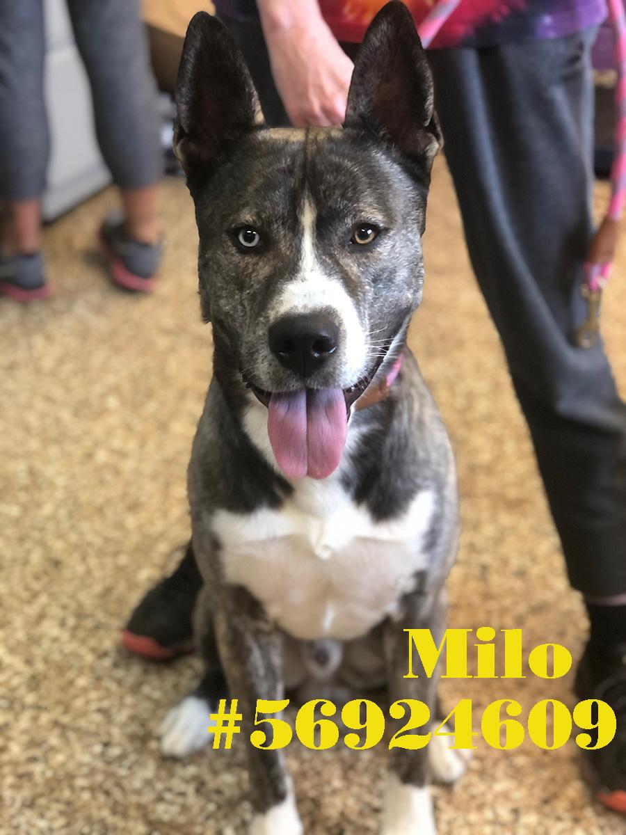 Milo