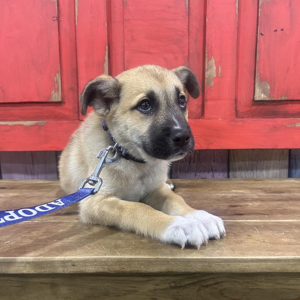 Enlarge FWT Roy, a Adoptable Mixed Breed in Midland, TX image 1/1