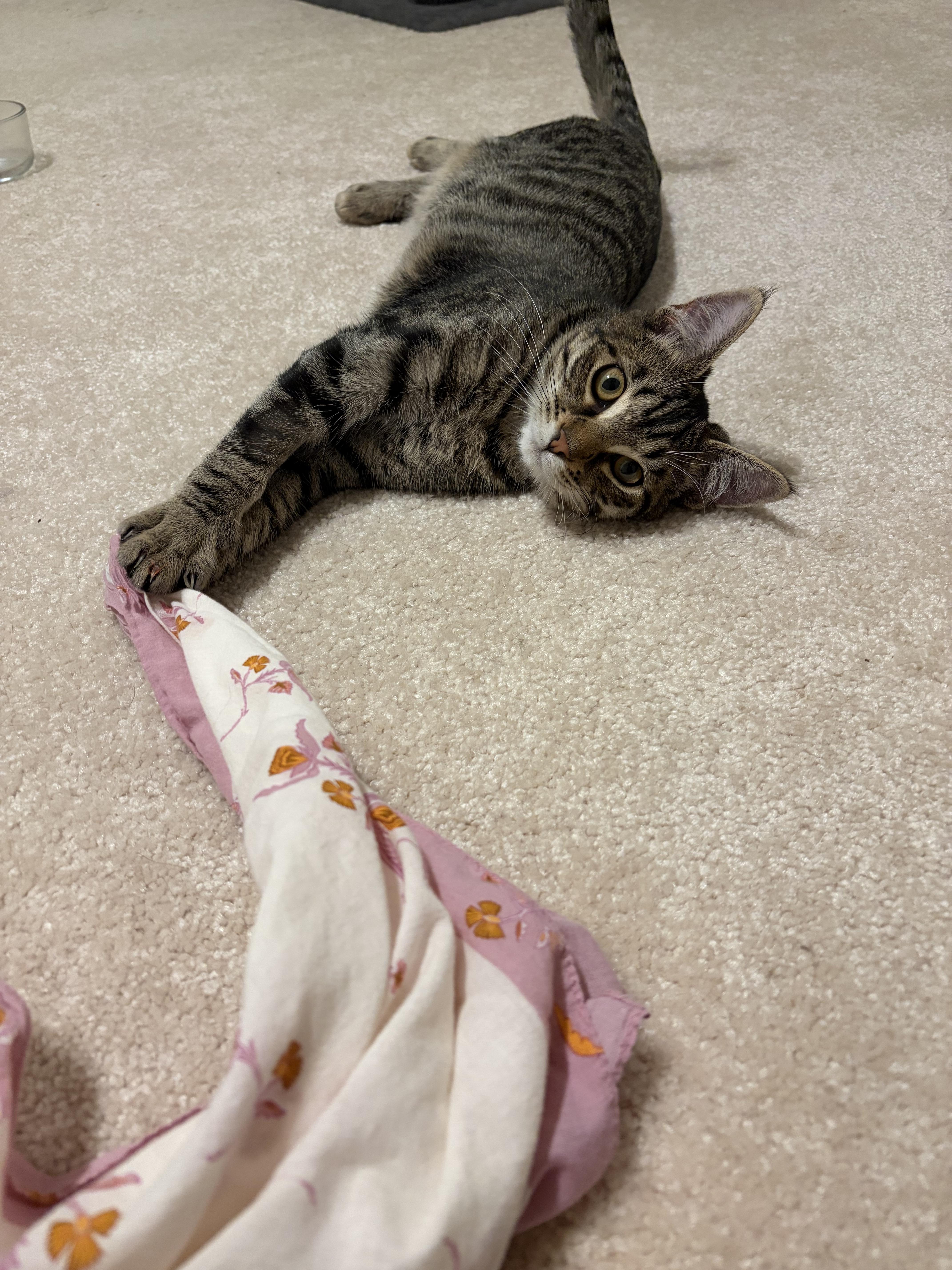 Snip, Adopted, Young Male Domestic Short Hair.