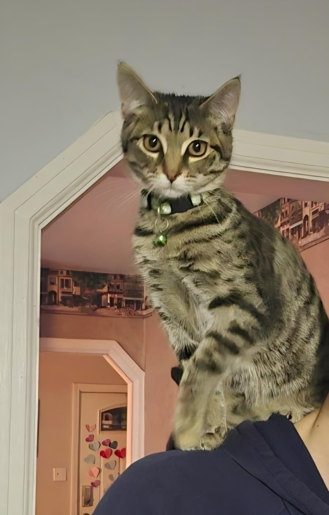 Enlarge Snip, a Adopted Domestic Short Hair in Twin Falls, ID image 2/2