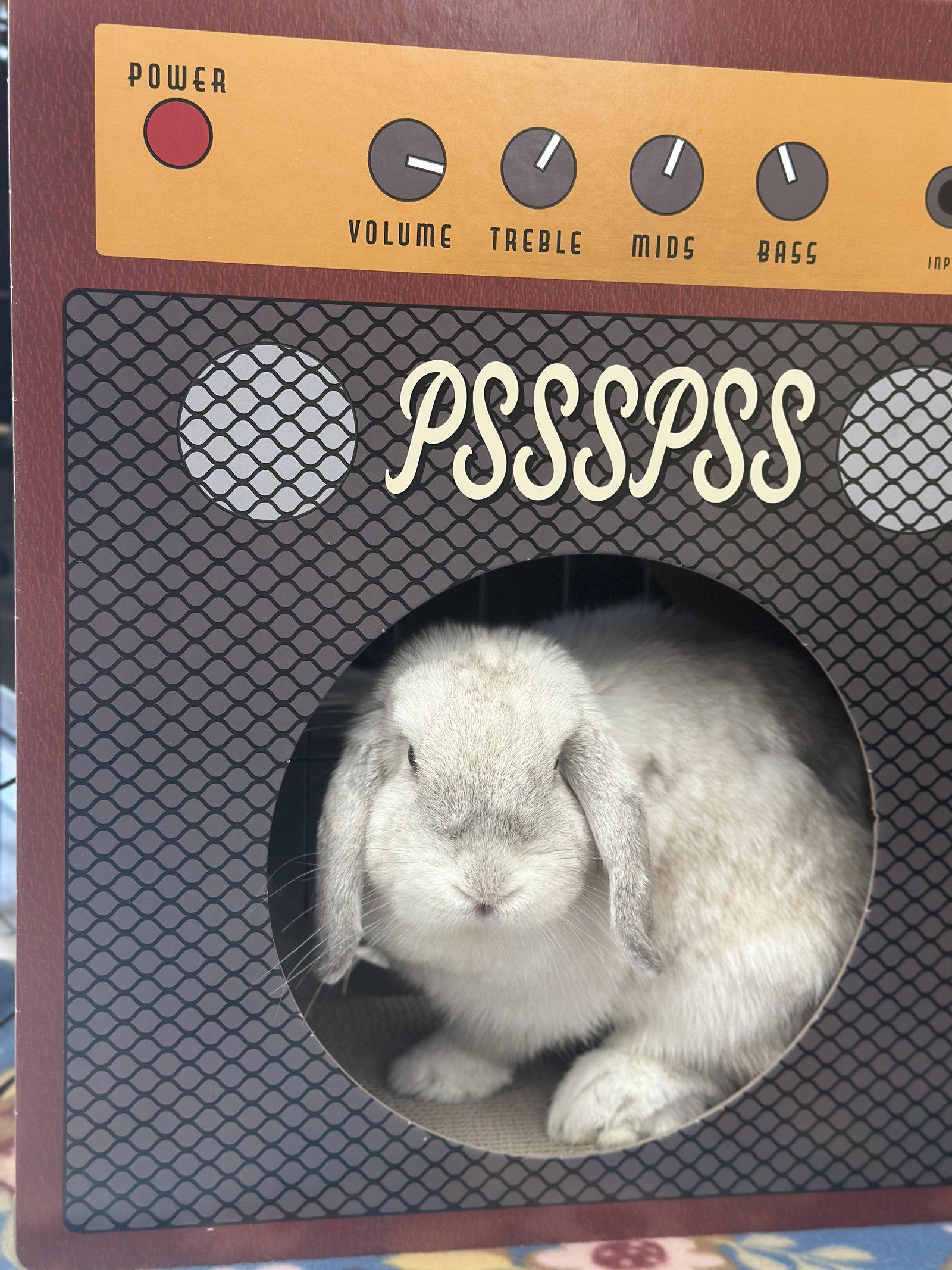 Sandy, Adopted, Adult Female Holland Lop.