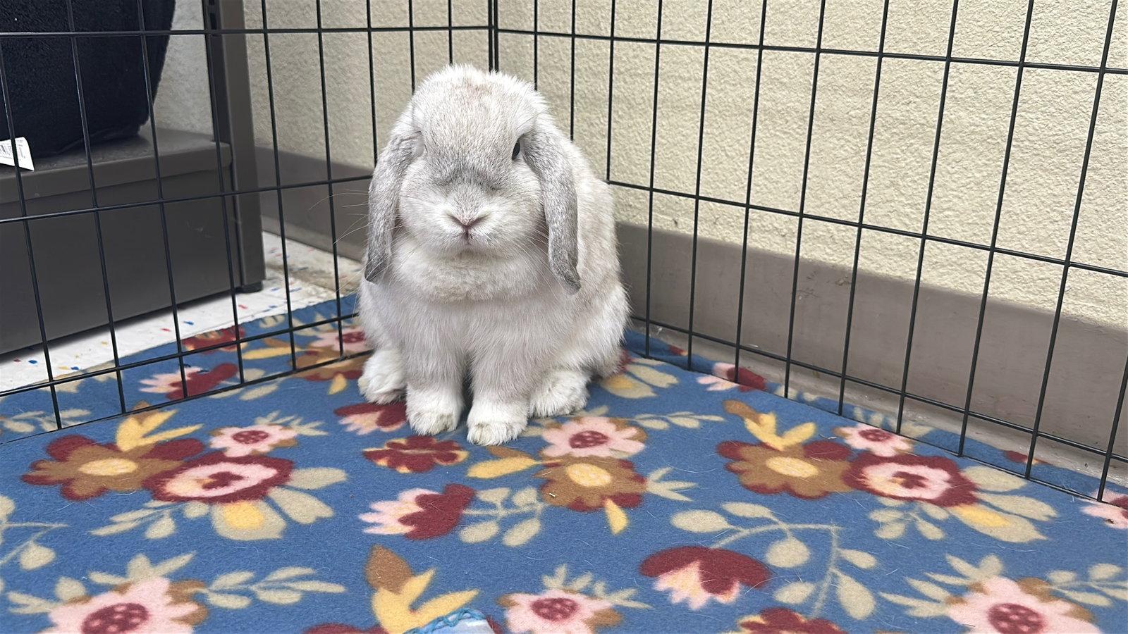 Enlarge Sandy, a Adopted Holland Lop in Queen Creek, AZ image 2/3